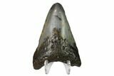 Bargain, Megalodon Tooth - North Carolina #152999-2